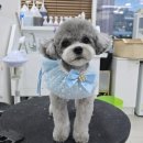 폴인럽 애견&고양이 미용 돌봄&호텔 이미지