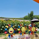 홍성읍 법수마을회관 | 함안 강주 해바라기 축제 기본정보 개화 실시간 함안 여름 가볼만한곳