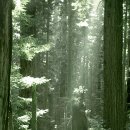 레드우드Redwood