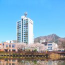 4월 | 창녕 반영명소 벚꽃명소 연지못 (수양벚꽃 개화상황) 핑크세상 핸드폰배경화면 프사 왕창 찍어온...
