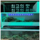 신대륙횟집 네이버블로그