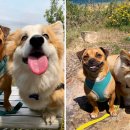 도도한강아지 이미지