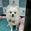 규범동물병원 네이버블로그