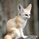 FOX 이미지