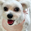 해피애견 미용실 이미지