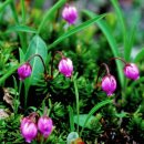 청산별곡 이미지