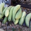 여름꽃농장 이미지