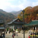 용문사 Daum카페