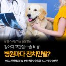 스무해 동물병원 | 강아지 고관절 수술 비용, 병원마다 다른 이유?(ft. FHNO)