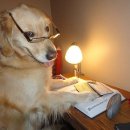 (주)견공 이미지