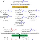 Re: Omega-3 Fatty Acid Endocannabinoids와 그 유도물의 치유효과 이미지