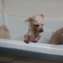 재키애견 이미지