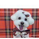 신동-107 | 동탄신동애견미용 추천 “귀엽꾸멍”내돈내산 푸들비숑 미용 대만족후기