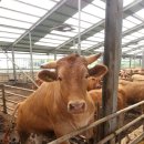 반디한우농장 이미지