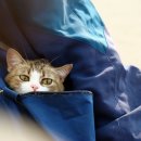 가야종합동물병원 이미지