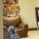 솜이 펫살롱 이미지