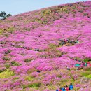 40km 벚꽃길과 국내 3대 철쭉 명소 이미지