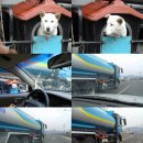 행복한개 이미지