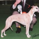 Everlastin 이미지