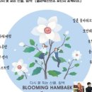 한국드라이플라워아카데미