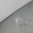 댕댕이숲 이미지