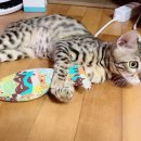 가온동물의료센터 이미지