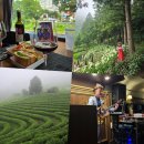 클릭 국악속으로 | 국내 이색 기차여행 국악와인열차 타고 보성 윤제림 녹차밭 당일치기 추천