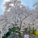 강남동-5 | [강릉벚꽃축제] 2024 강남동 남산벚꽃축제 강릉벚꽃개화현황(24.3.29.기준)