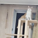 메뚜기 냥이 .. 이미지