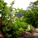 【섬개회나무(Syringa venosa Nakai, Bot. Mag. (Tokyo) 32)】「울릉도에서 자생하는 물푸레나무과 관목」 이미지