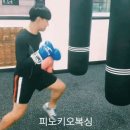 피노키오복싱 이미지