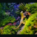 아쿠아데이 이미지