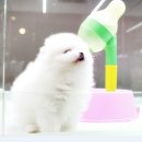 울산강아지분양 미유에서해요!