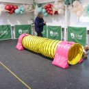 도그,위브 | 강아지 어질리티 보호자와 소통 협력 배운 디테일 컬리지 후기