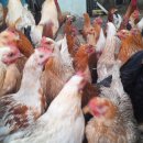 친환경 토종닭 농장 이미지