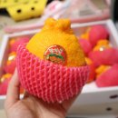 방가네농장 | 먹자마자 맛있는 제주 방가네농장 한라봉 5kg 후기