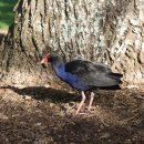 웨스턴스프링스 이미지