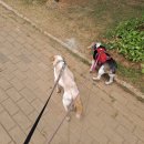 계룡목장 이미지