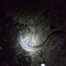 꼬동게스트하우스 이미지