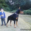 프라이드 켄넬 이미지