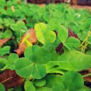 네잎클로버 이미지