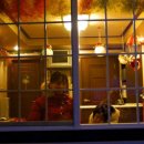 숲속의 별들 이미지