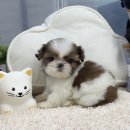 앙쥬펫 강아지분양 은평구점 이미지