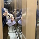 강아지미용실 | 금천구 강아지 미용실 - 다루이 뽀글 후기