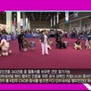 신정애견미용 이미지