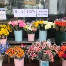 섬강화원