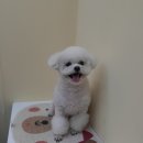 개 웃는날 이미지