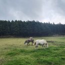 표선면-2 이미지