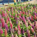 중앙메디칼보청기 이미지