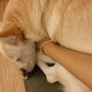 애견천사들 이미지